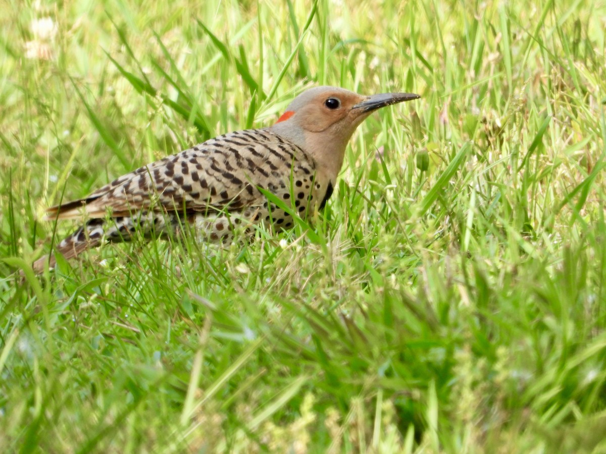 Northern Flicker - ML637762696