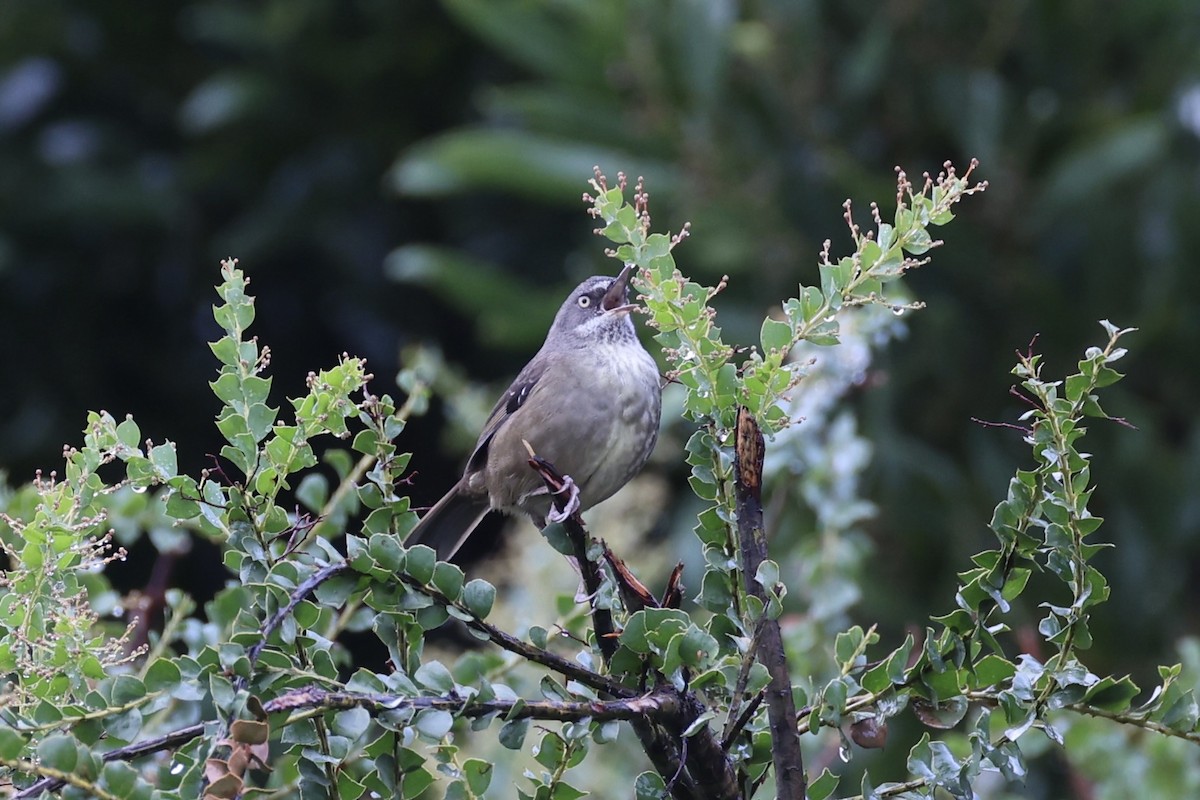 Tasmanian Scrubwren - ML637762723