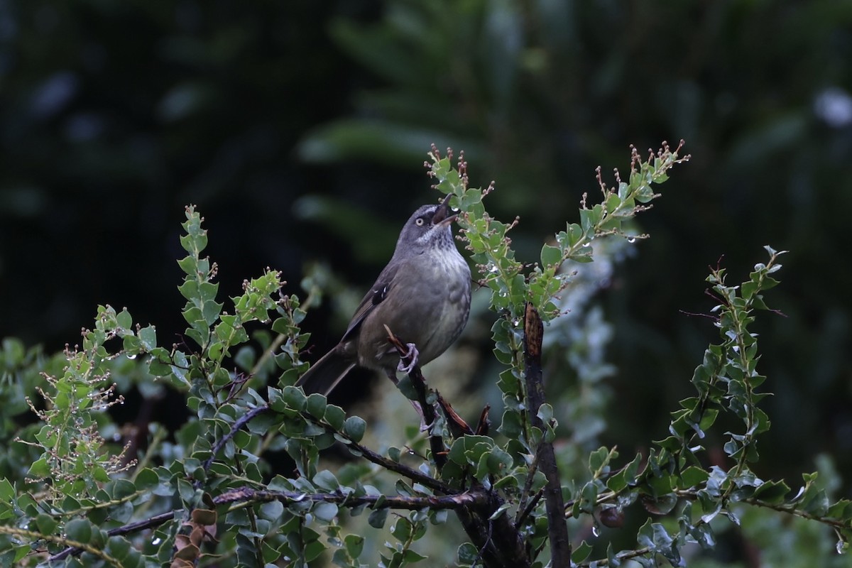 Tasmanian Scrubwren - ML637762724