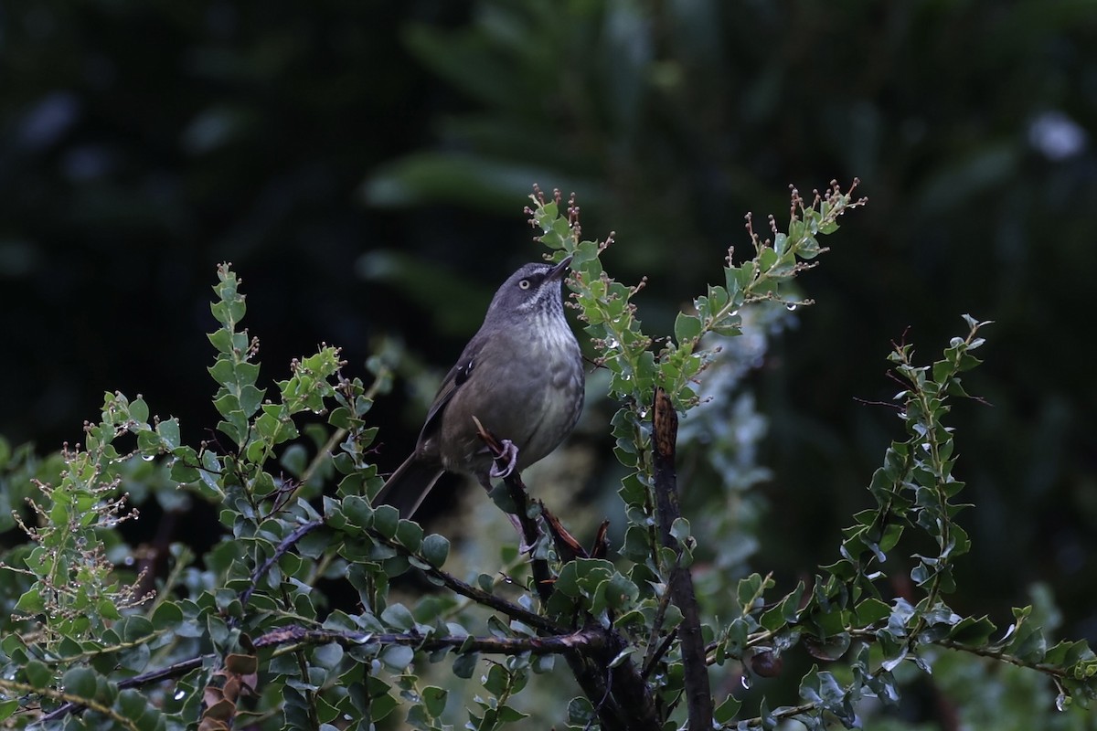 Tasmanian Scrubwren - ML637762725