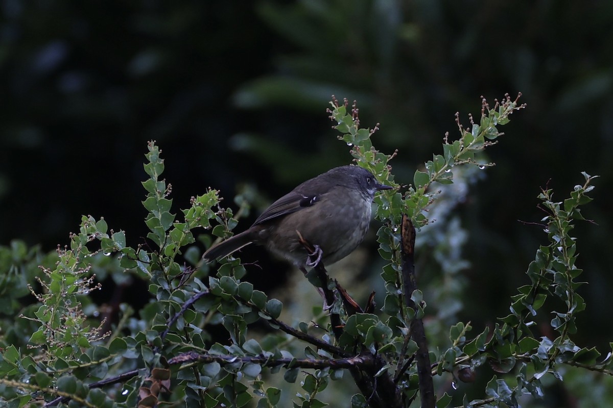 Tasmanian Scrubwren - ML637762726
