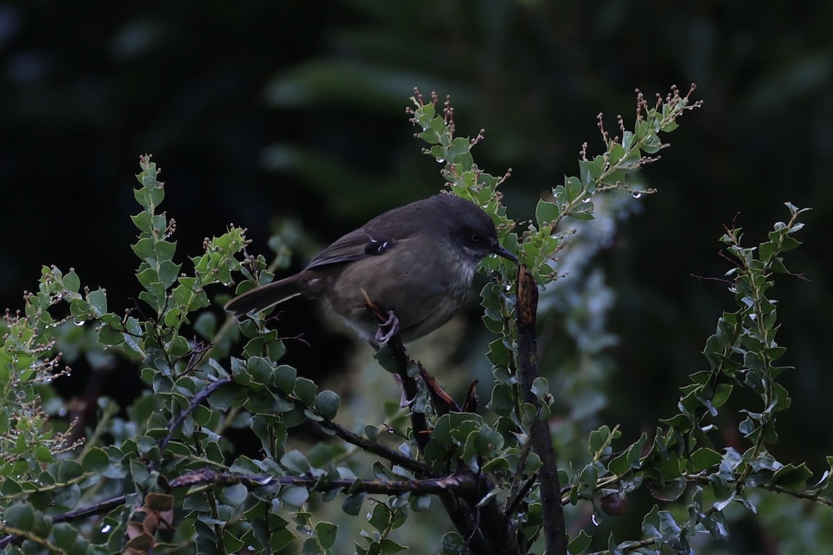 Tasmanian Scrubwren - ML637762727