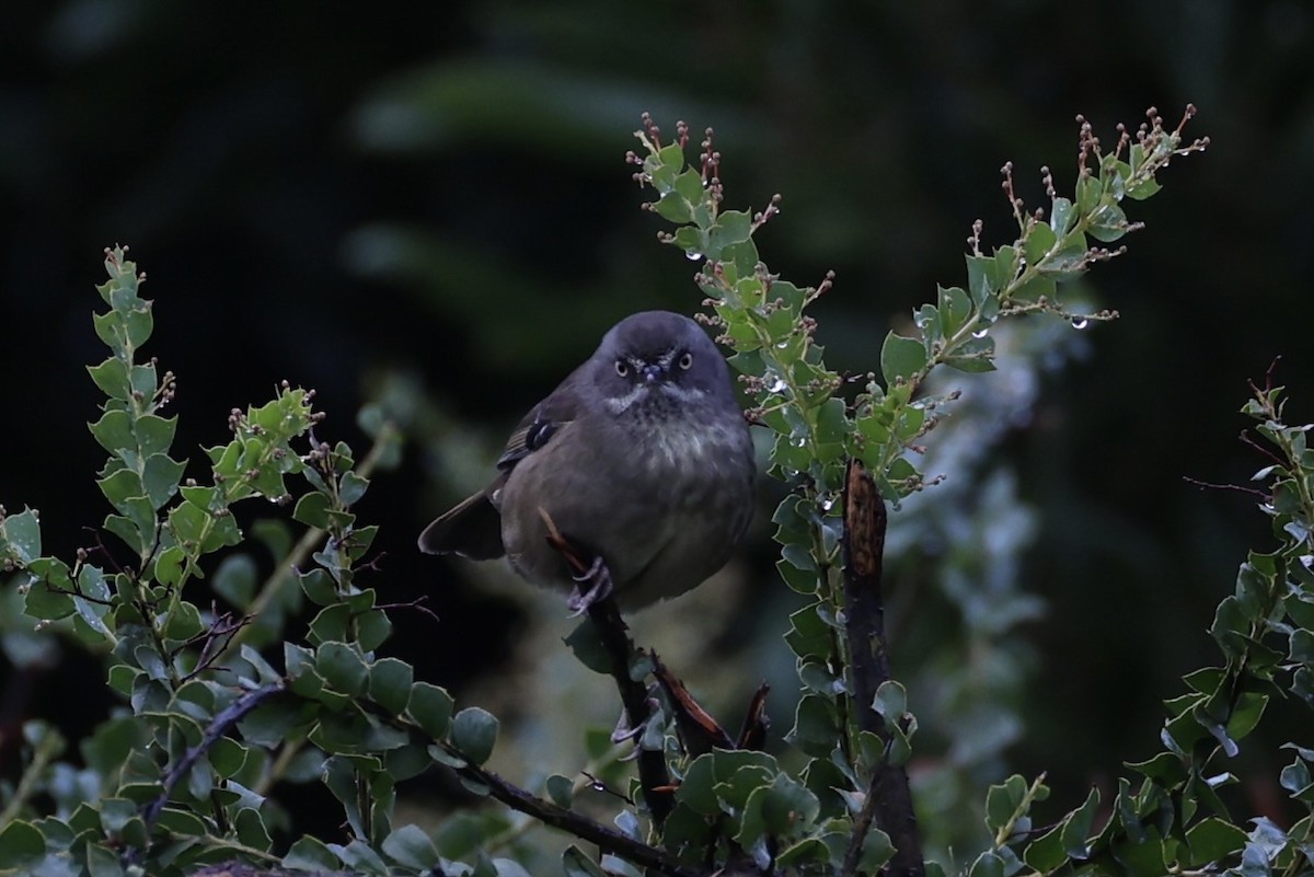 Tasmanian Scrubwren - ML637762728