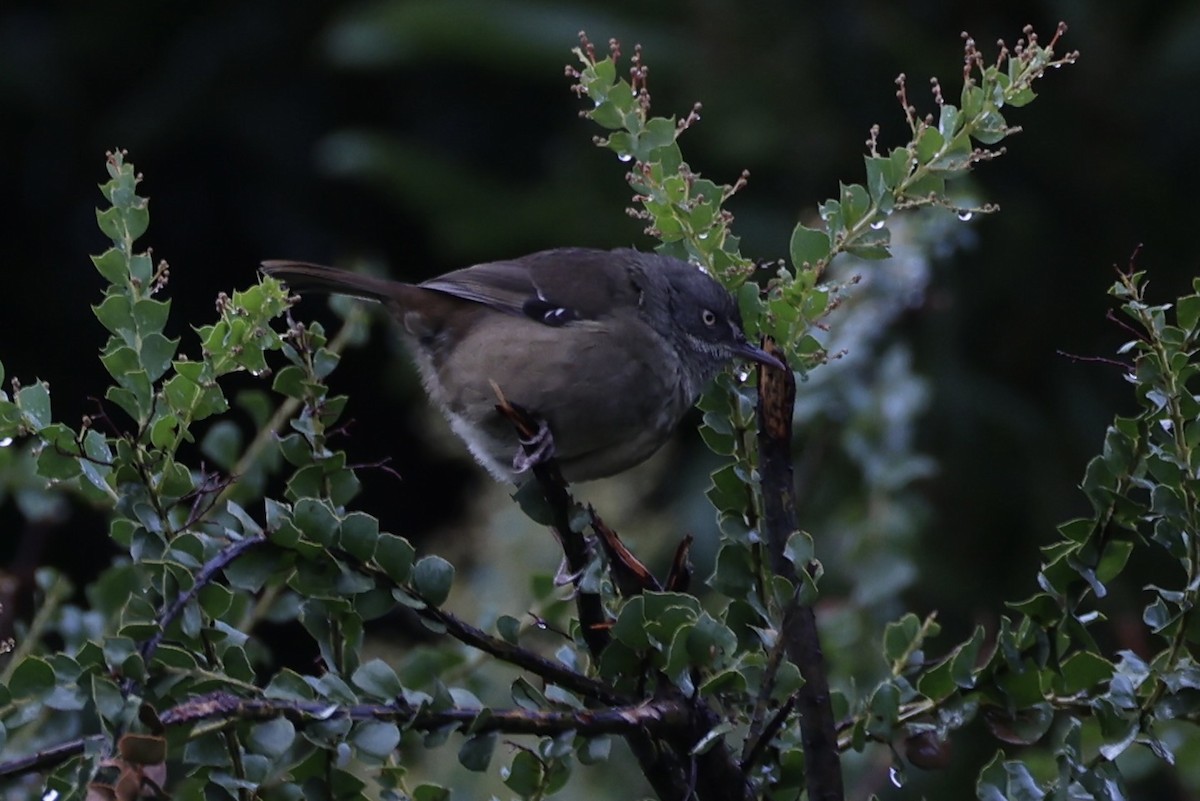 Tasmanian Scrubwren - ML637762729