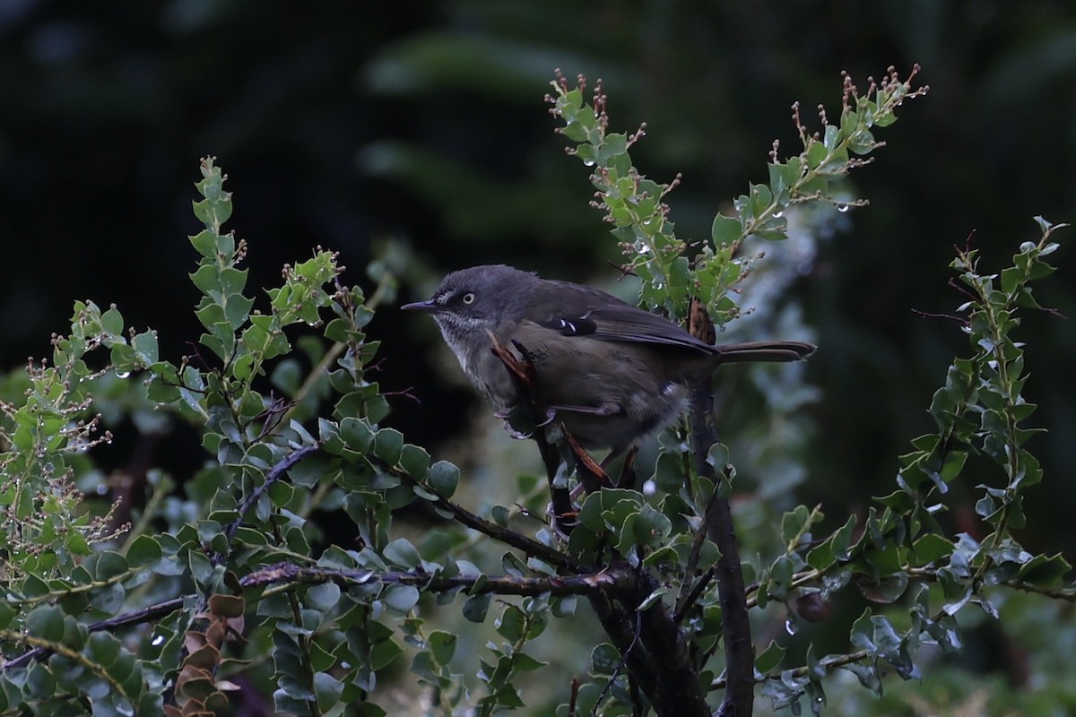 Tasmanian Scrubwren - ML637762730