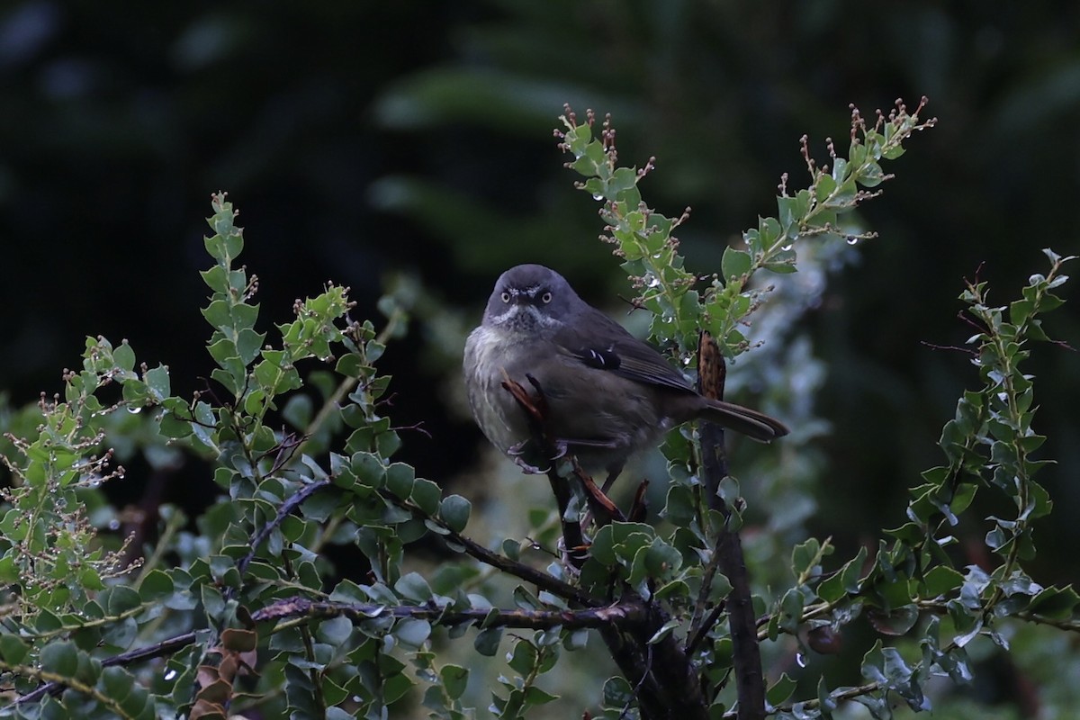 Tasmanian Scrubwren - ML637762731