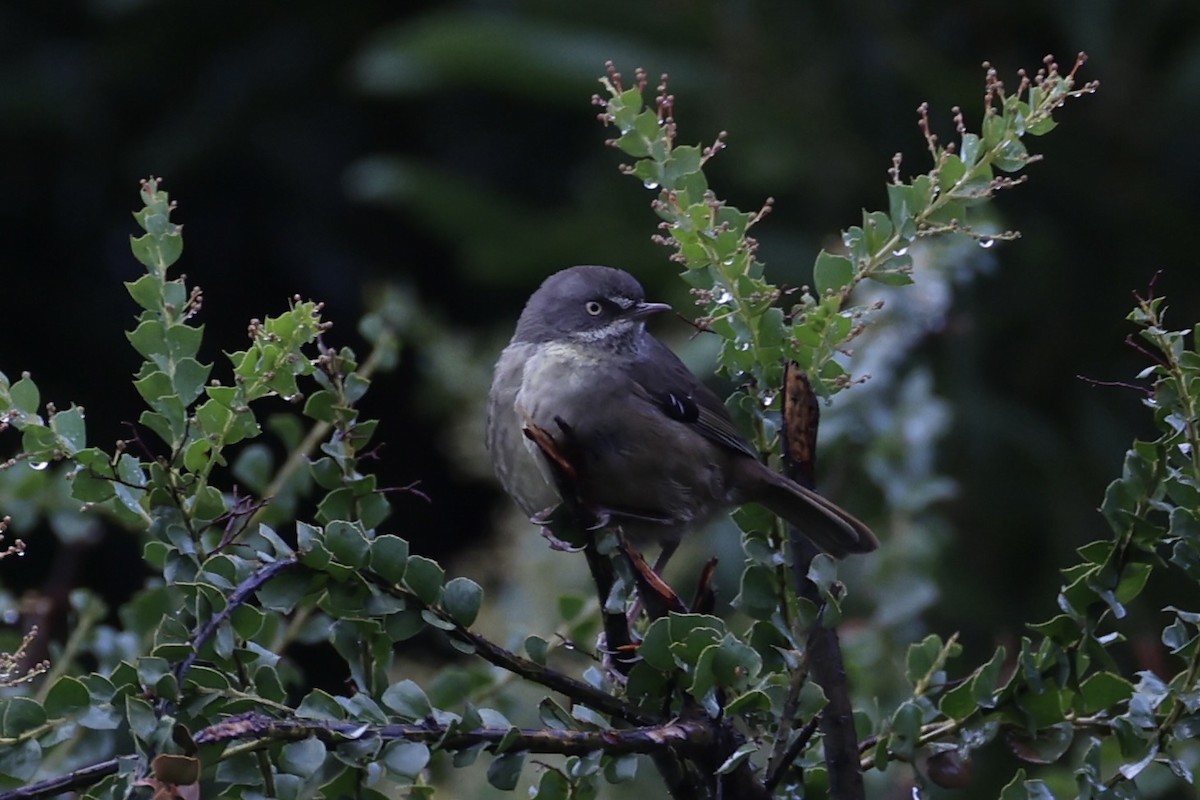 Tasmanian Scrubwren - ML637762732