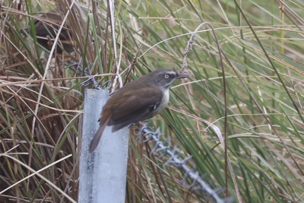 Tasmanian Scrubwren - ML637762733