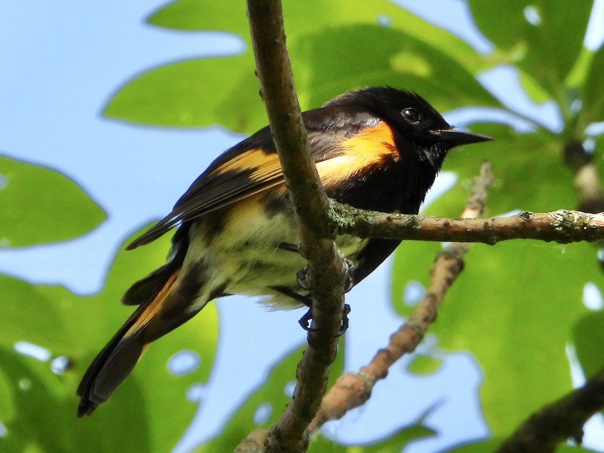 American Redstart - ML637762763