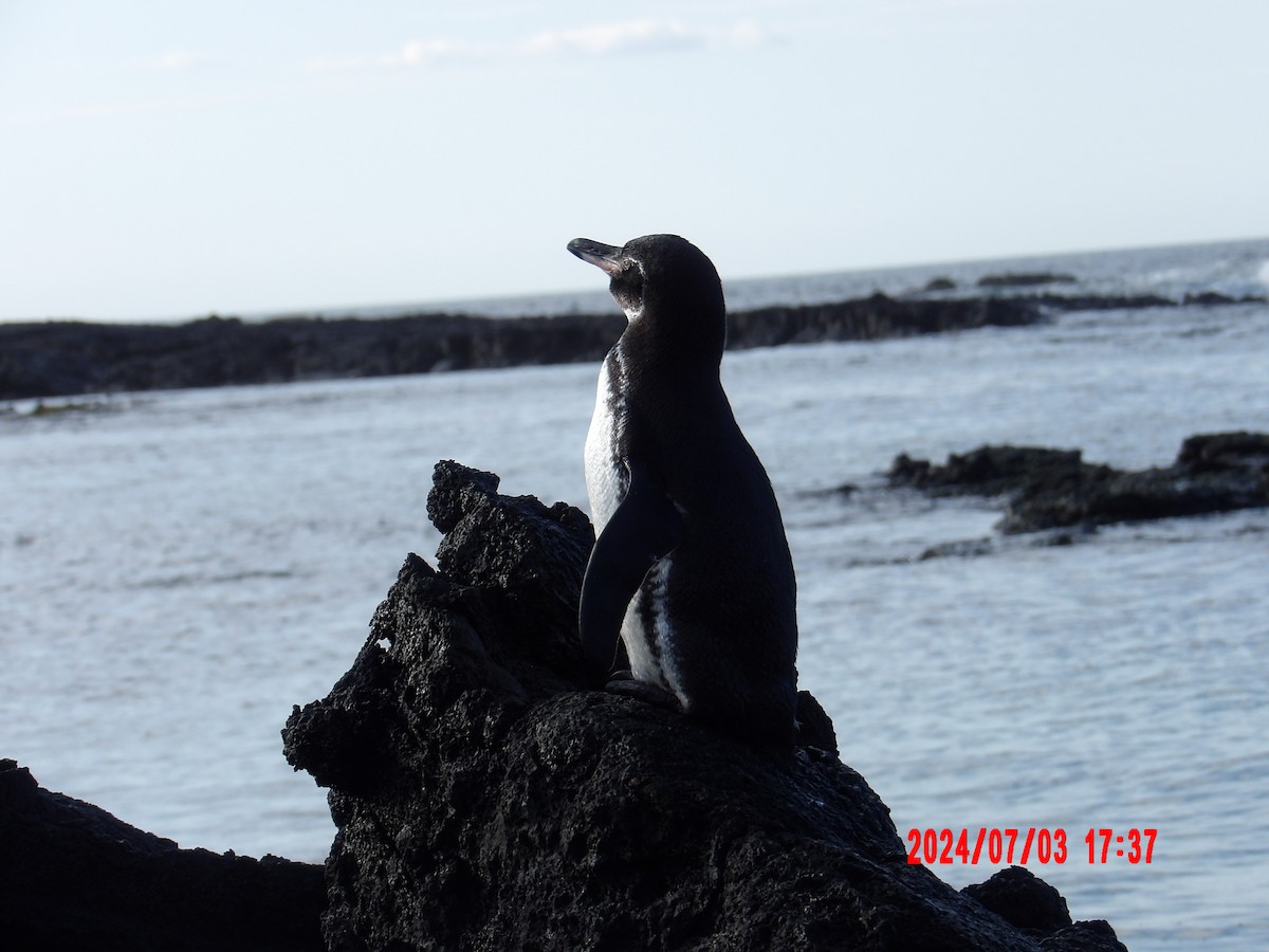 Galapagos Penguin - ML637762801