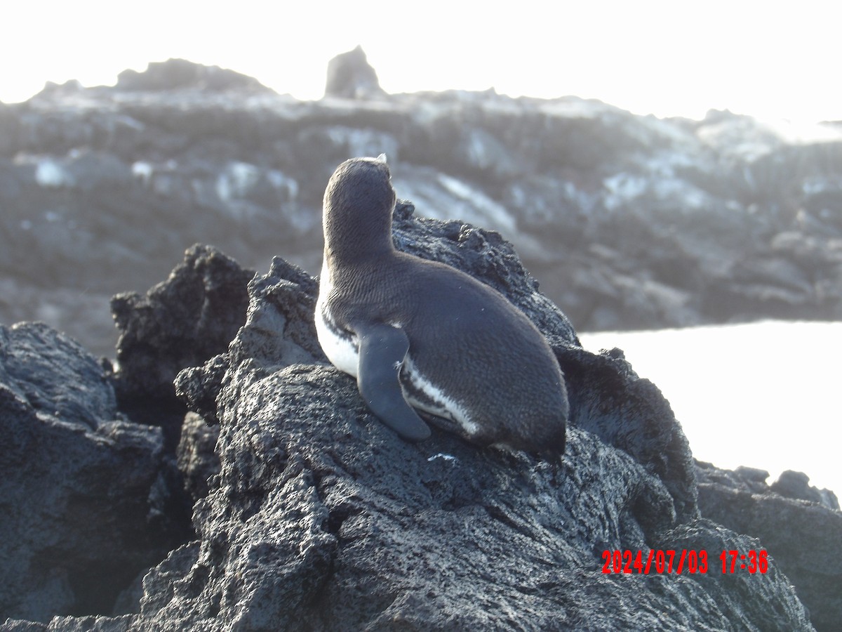 Galapagos Penguin - ML637762802