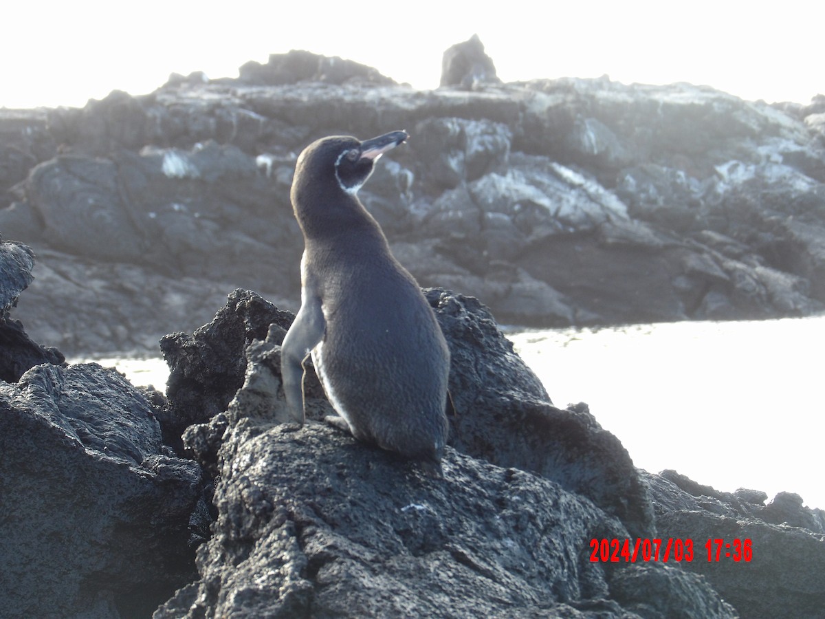 Galapagos Penguin - ML637762803