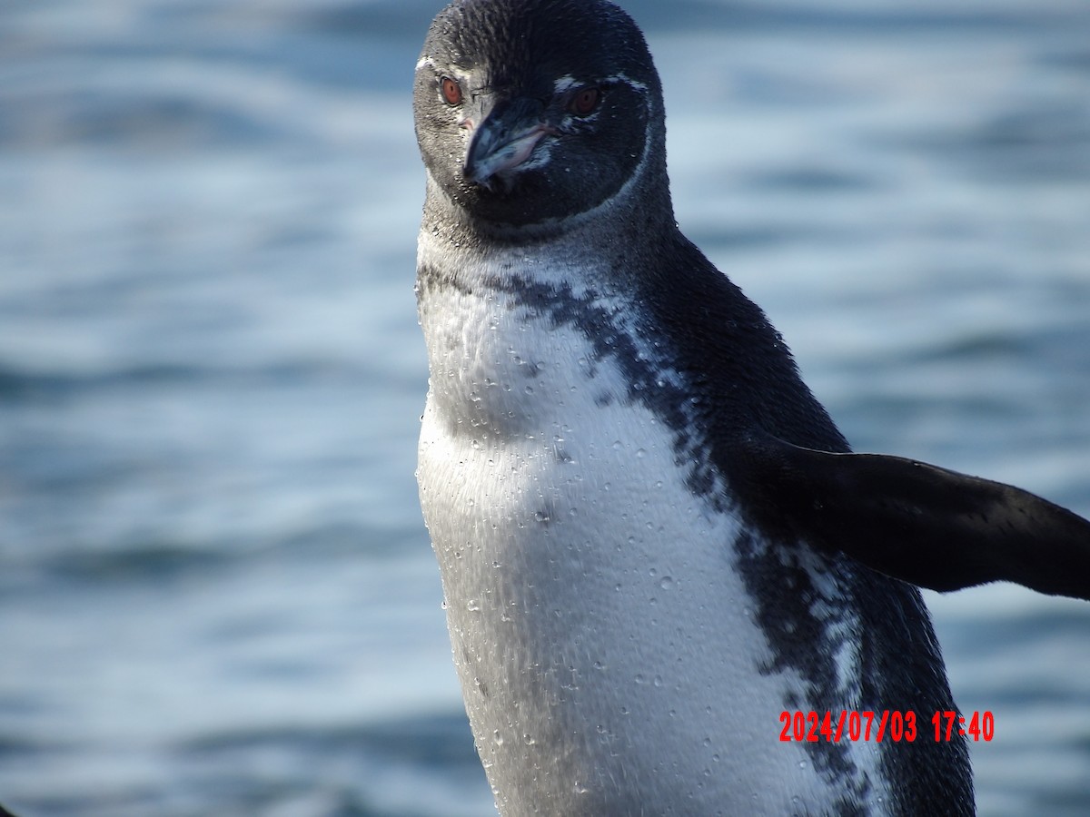 Galapagos Penguin - ML637762804