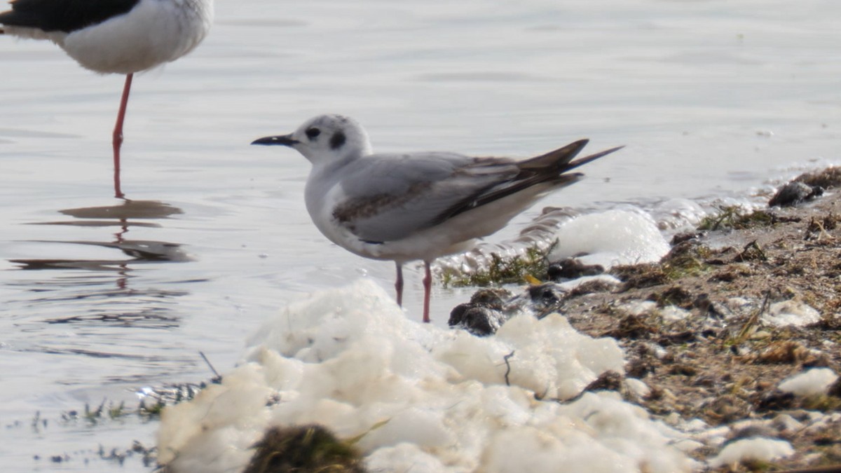 Bonaparte's Gull - ML637762805