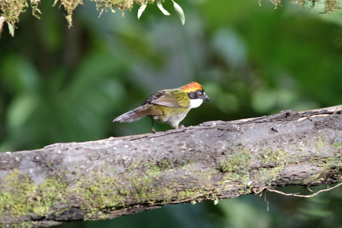 Chestnut-capped Brushfinch - ML637762827