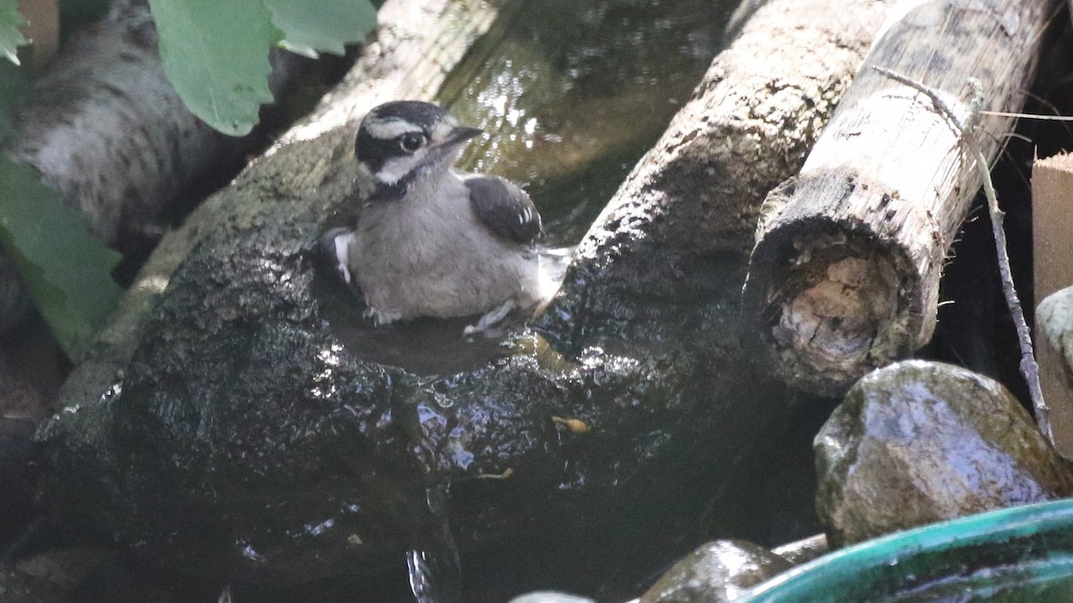 Downy Woodpecker - ML637762831