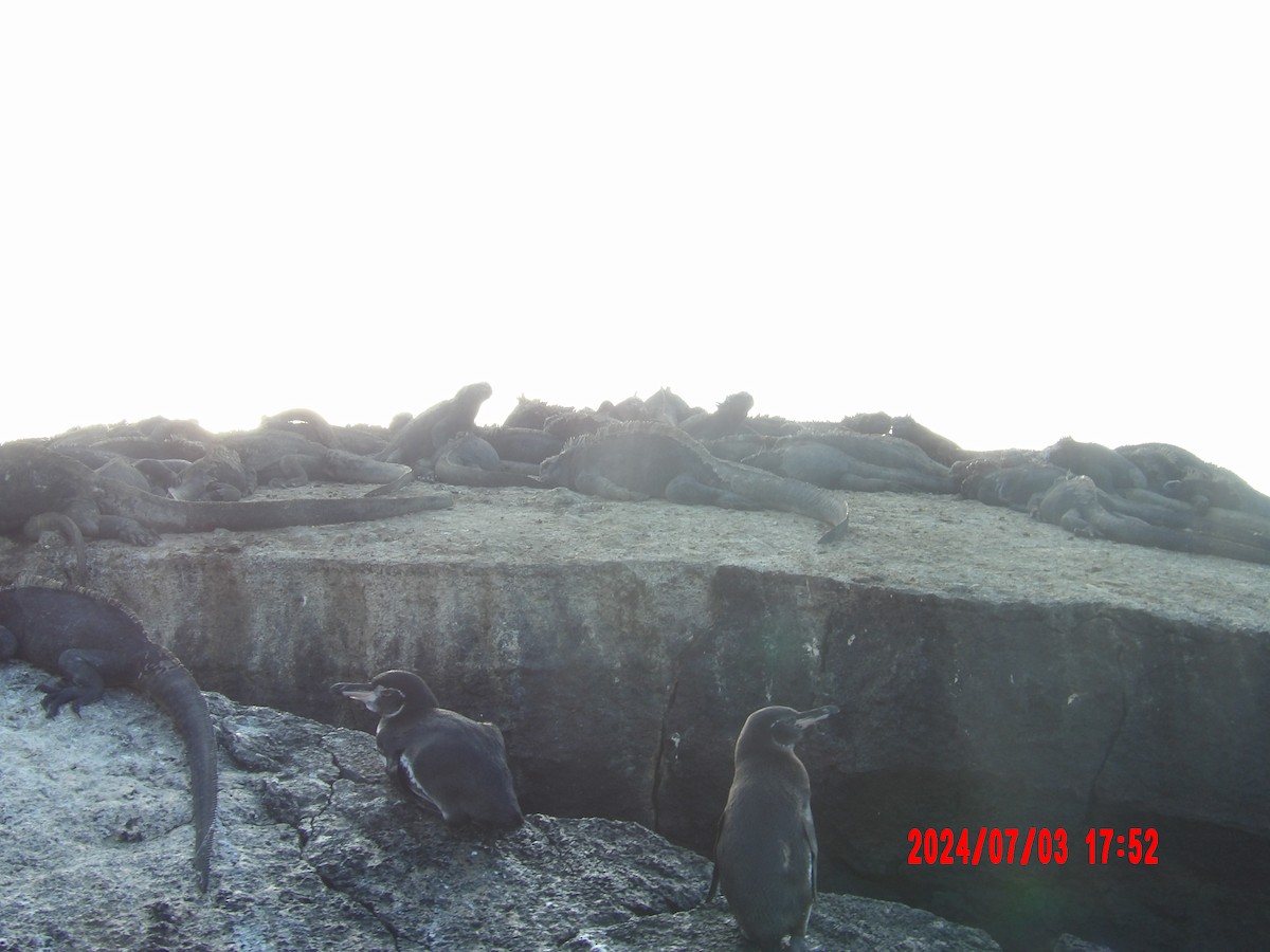 Galapagos Penguin - ML637762866