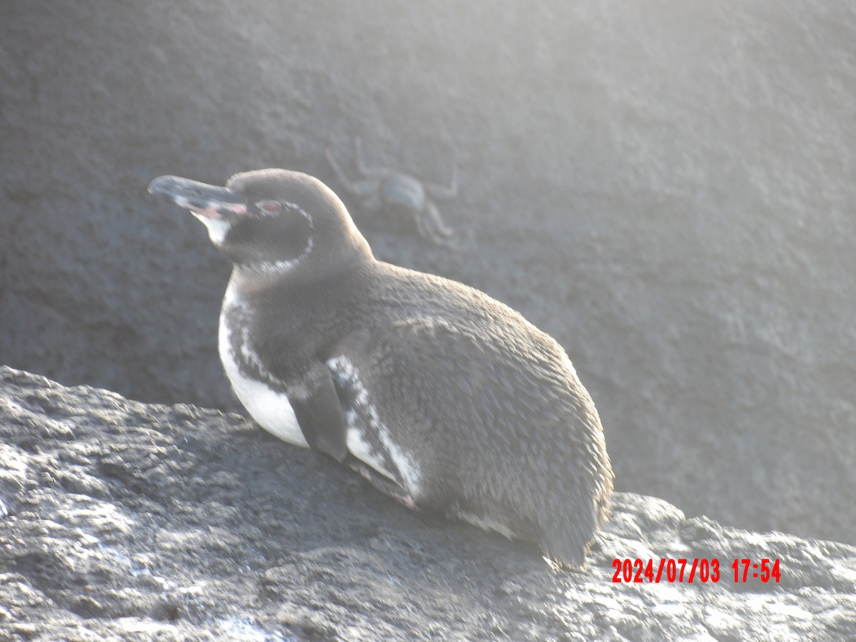 Galapagos Penguin - ML637762867