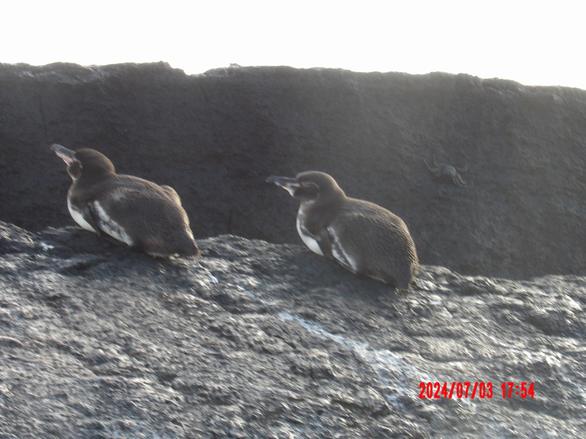 Galapagos Penguin - ML637762868