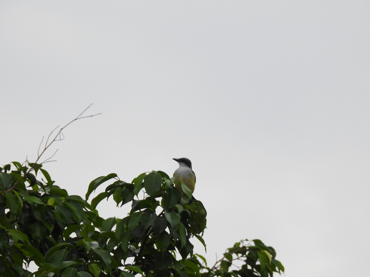 Snowy-throated Kingbird - ML637762896