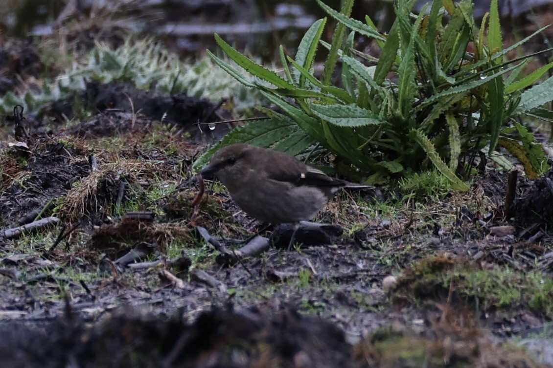 Dusky Robin - ML637762904