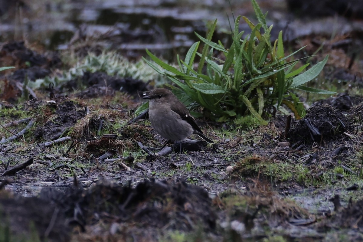 Dusky Robin - ML637762905