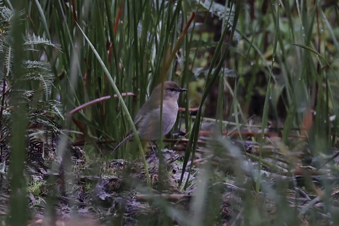 Dusky Robin - ML637762906