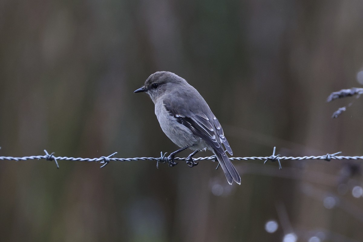 Dusky Robin - ML637762908