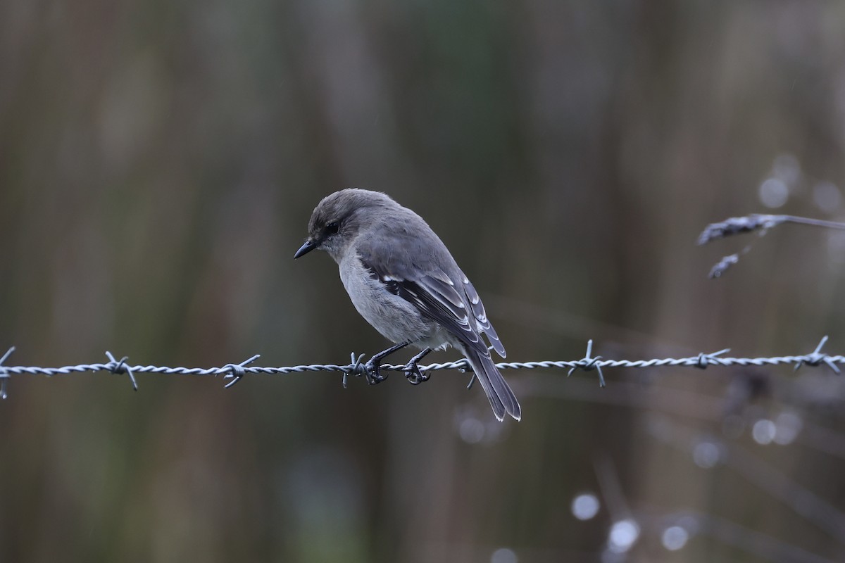 Dusky Robin - ML637762909