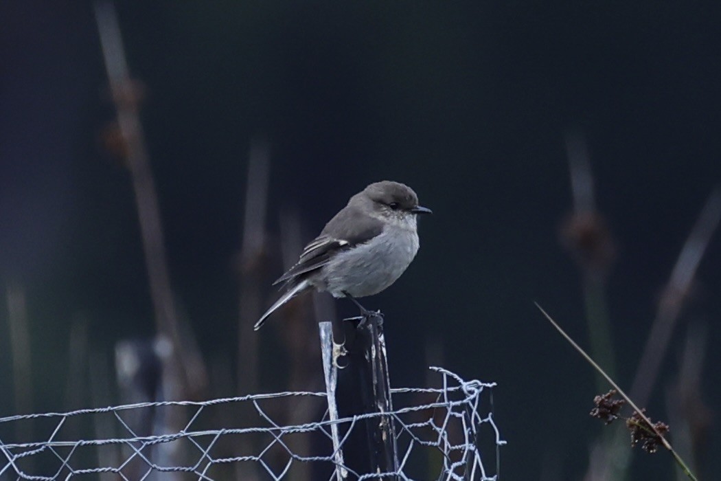 Dusky Robin - ML637762910