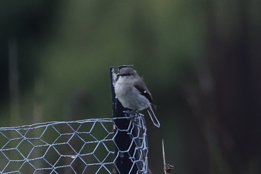 Dusky Robin - ML637762911