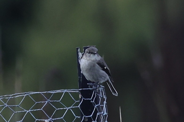 Dusky Robin - ML637762912
