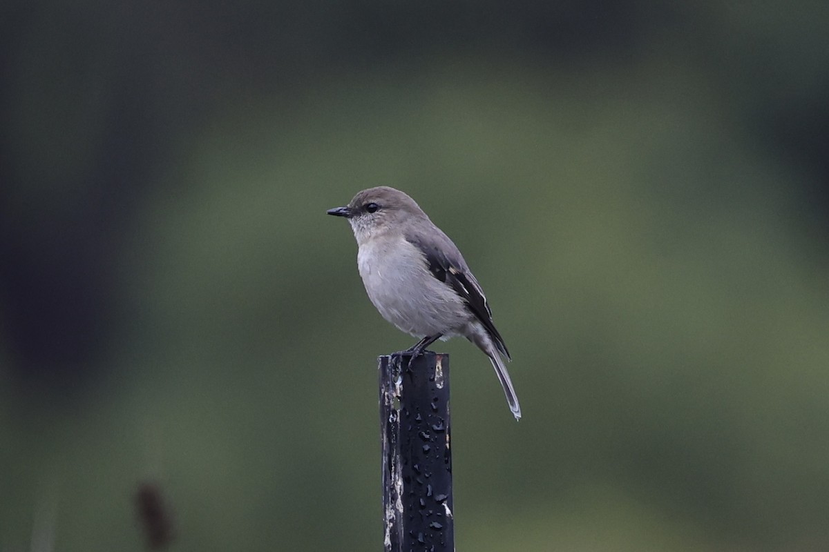 Dusky Robin - ML637762913