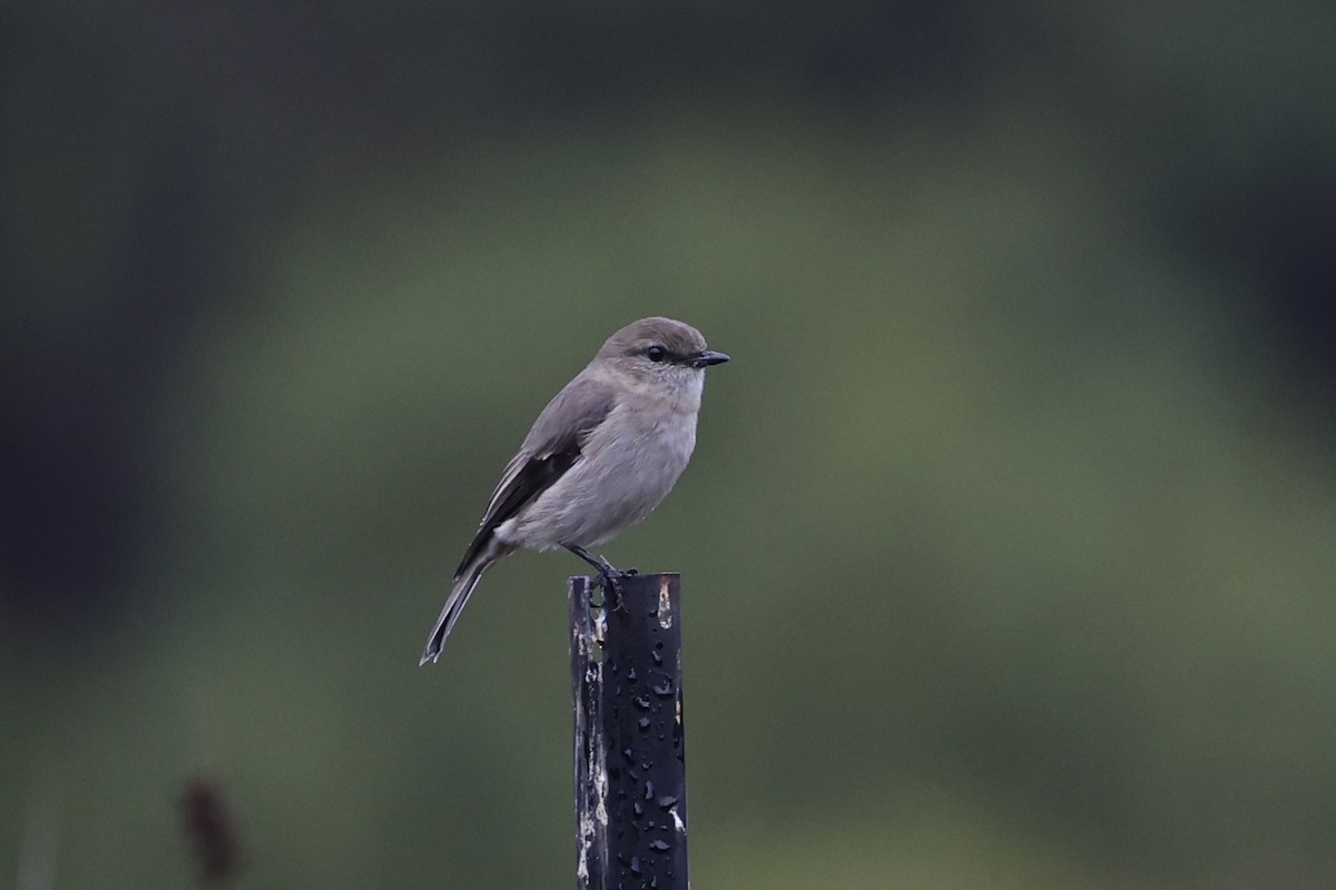 Dusky Robin - ML637762914