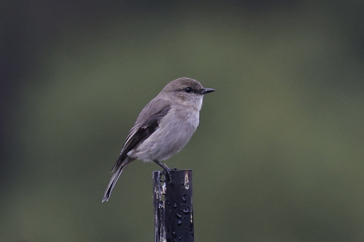 Dusky Robin - ML637762915