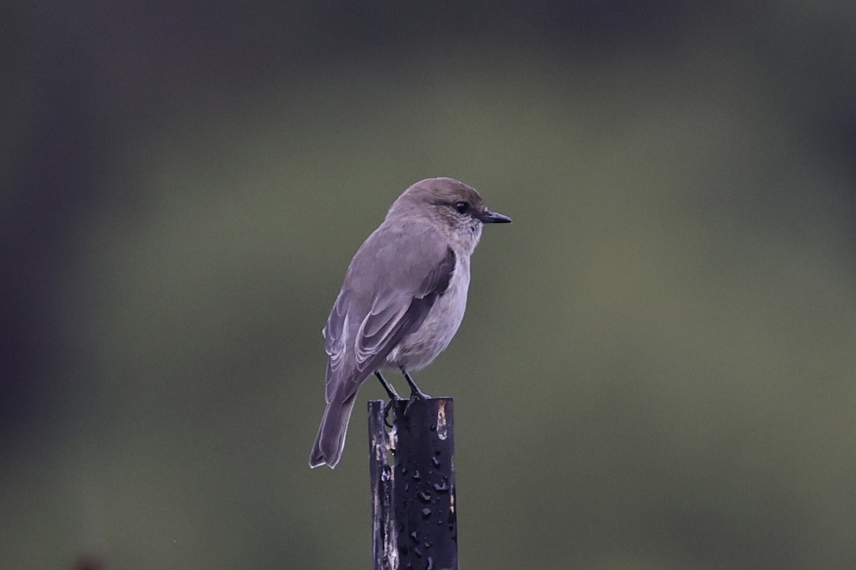 Dusky Robin - ML637762917