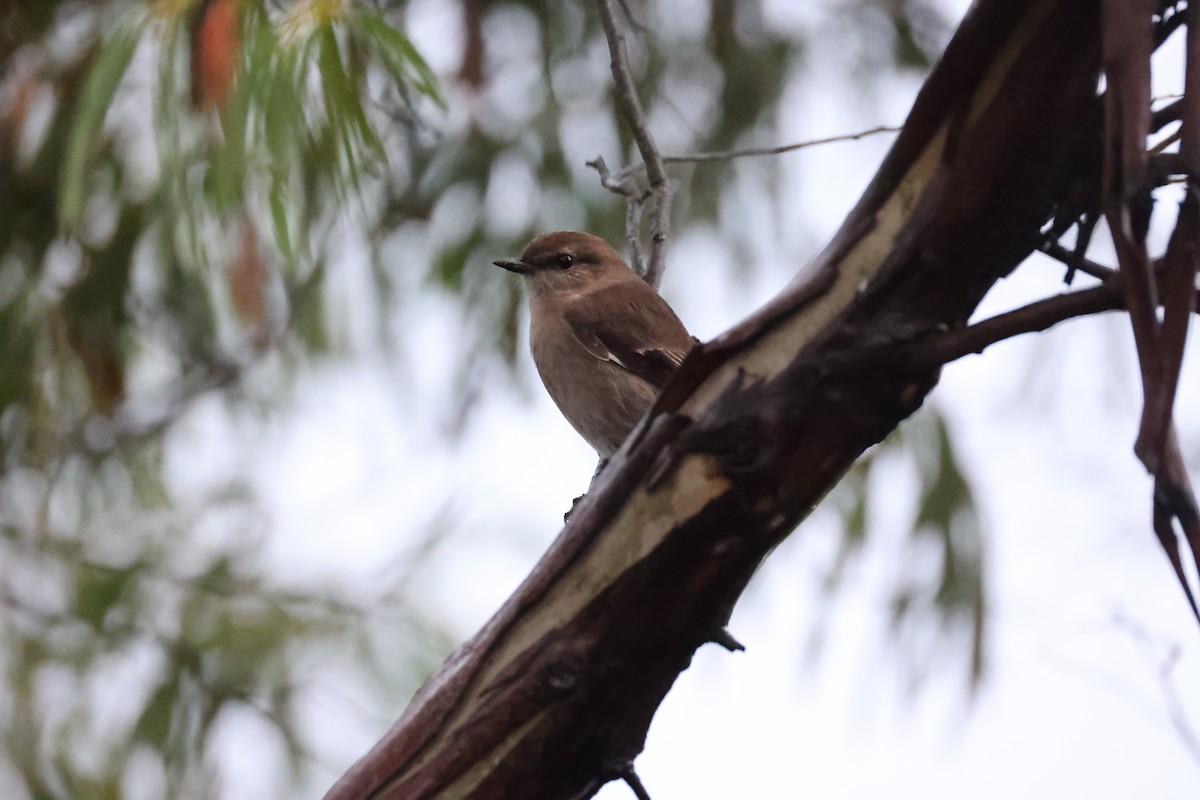 Dusky Robin - ML637762918