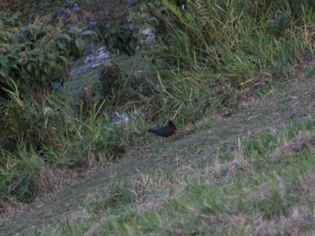 Blackish Rail - ML637762926