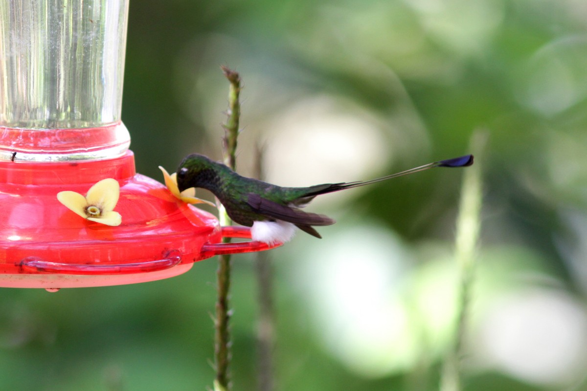 White-booted Racket-tail - ML637762928