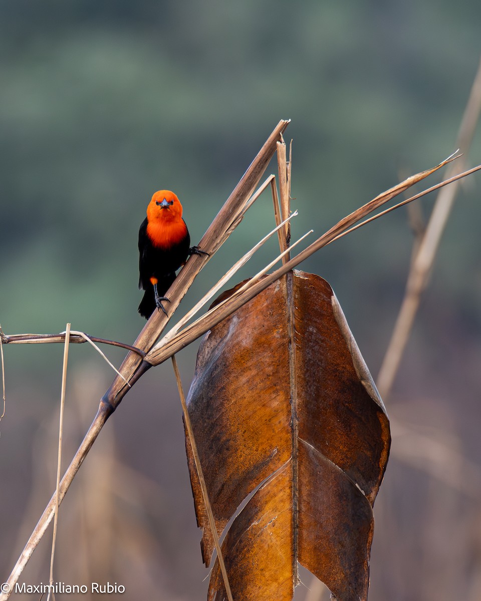 Scarlet-headed Blackbird - ML637762929