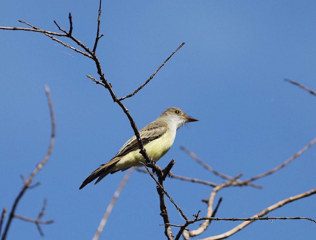 Swainson's Flycatcher - ML637762933