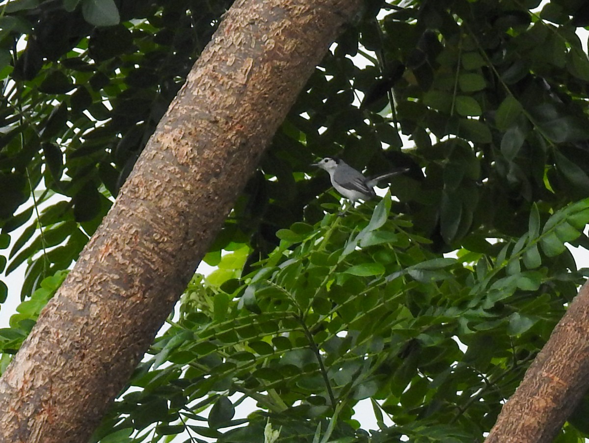 White-browed Gnatcatcher - ML637762974