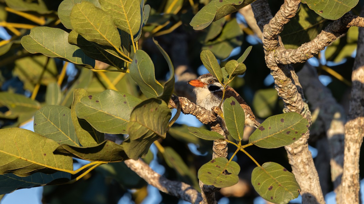 White-eared Puffbird - ML637762980