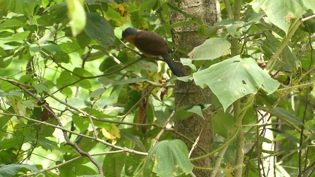 Gray-capped Cuckoo - ML637762995