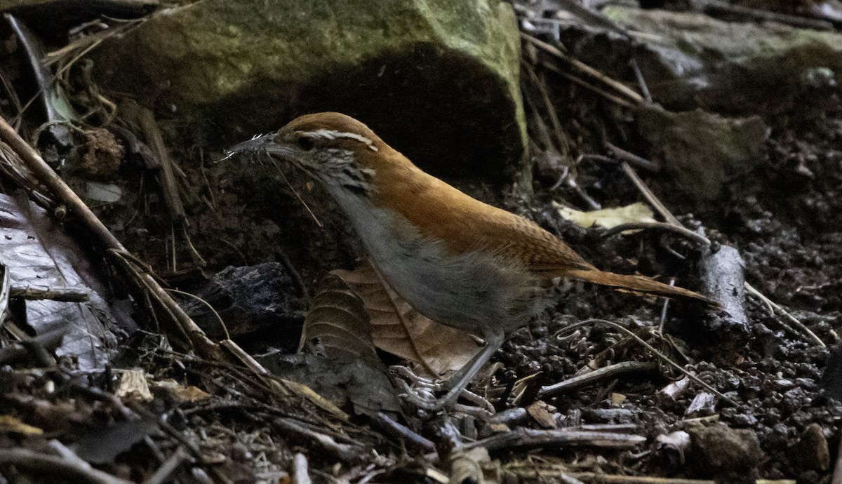 Rufous-and-white Wren - ML637763004