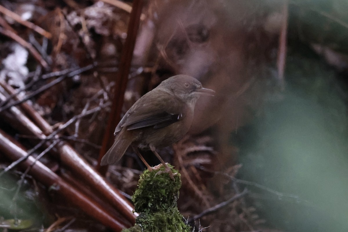 Tasmanian Scrubwren - ML637763031