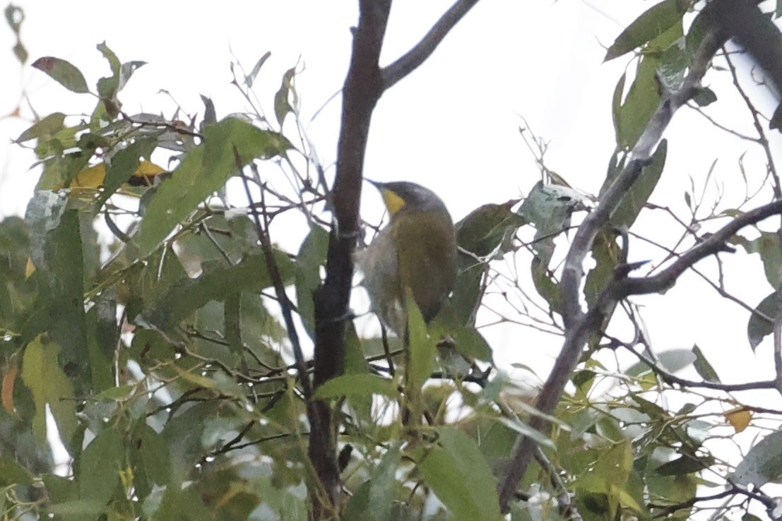 Yellow-throated Honeyeater - ML637763035