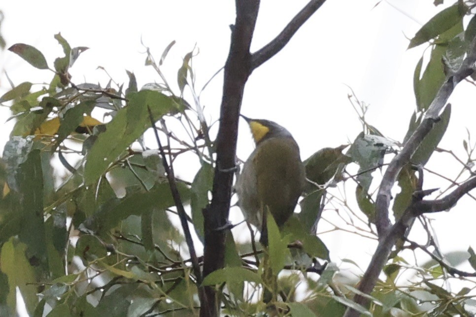 Yellow-throated Honeyeater - ML637763036
