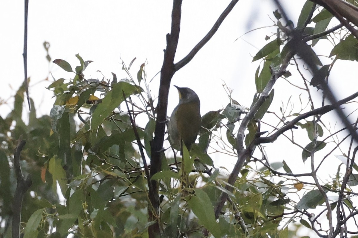 Yellow-throated Honeyeater - ML637763037