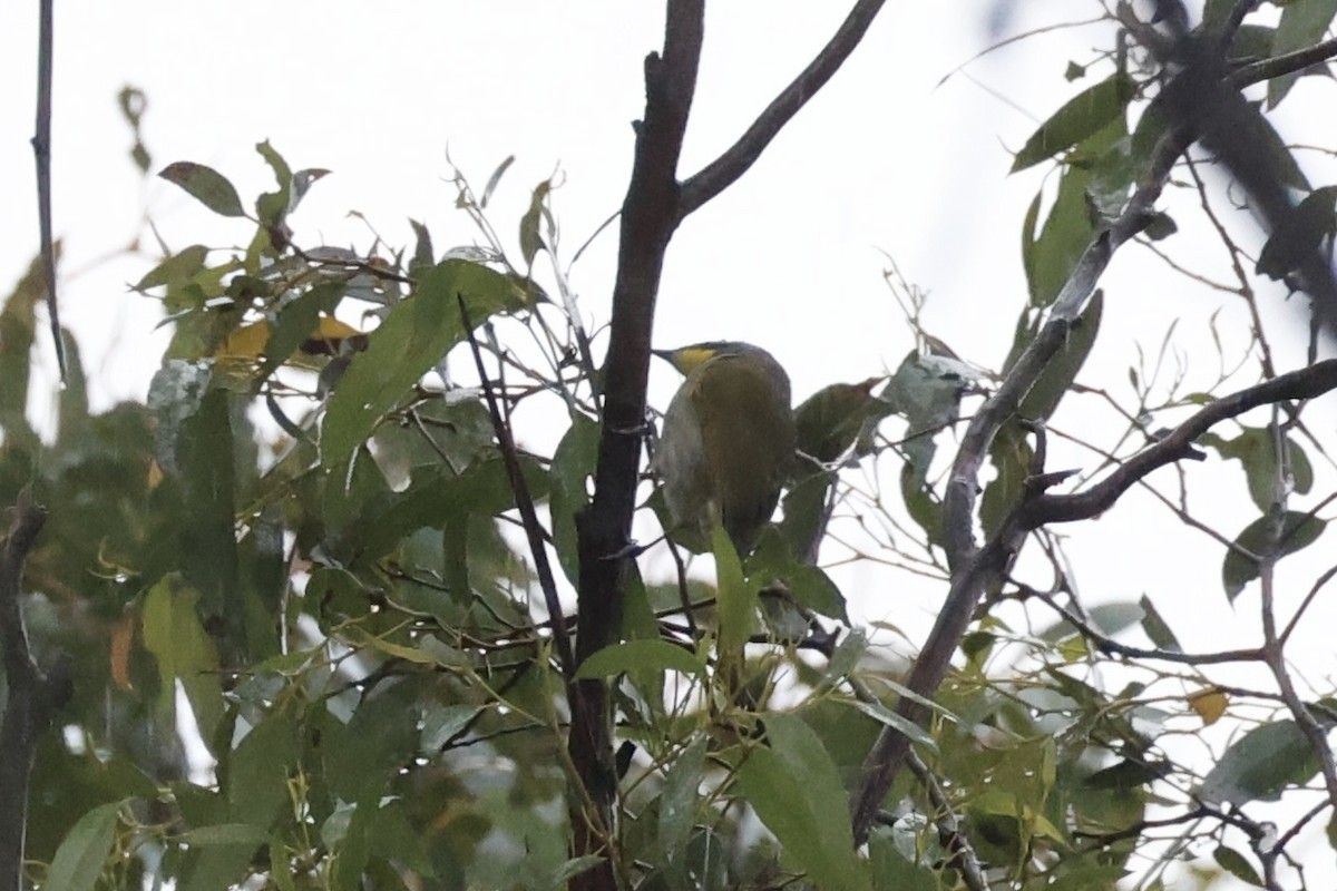 Yellow-throated Honeyeater - ML637763038